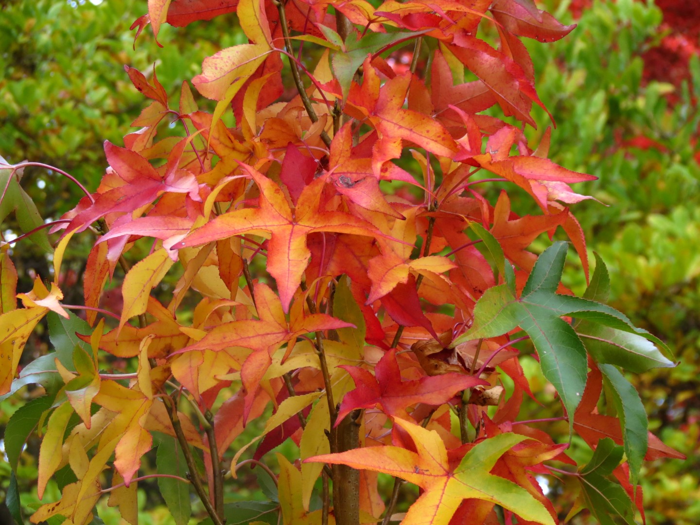 Liquidambar 'Slender Silhouette'