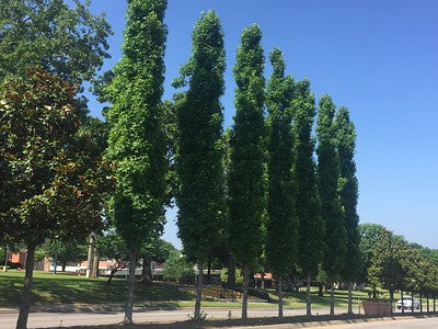 Liquidambar 'Slender Silhouette'