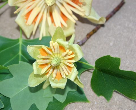 Poplar, Tulip Dwarf 'Lil Volunteer' (Liriodendron)
