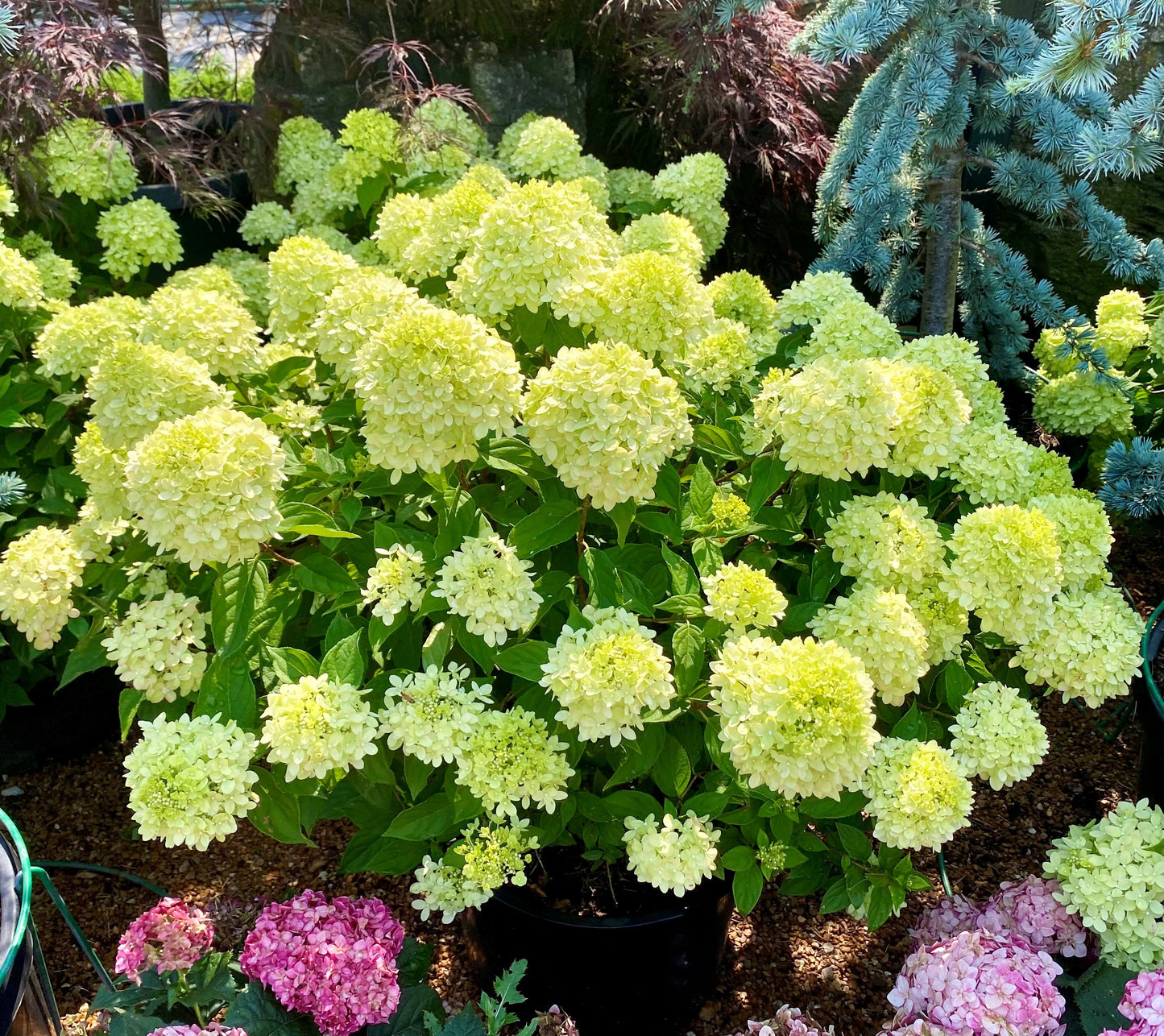 Hydrangea paniculata 'Little Lime'