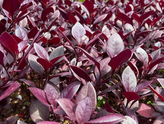 Joseph's Coat (Alternanthera)