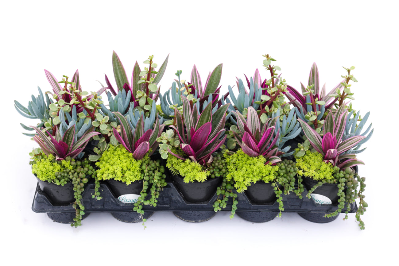Succulent, Living Canvas Series