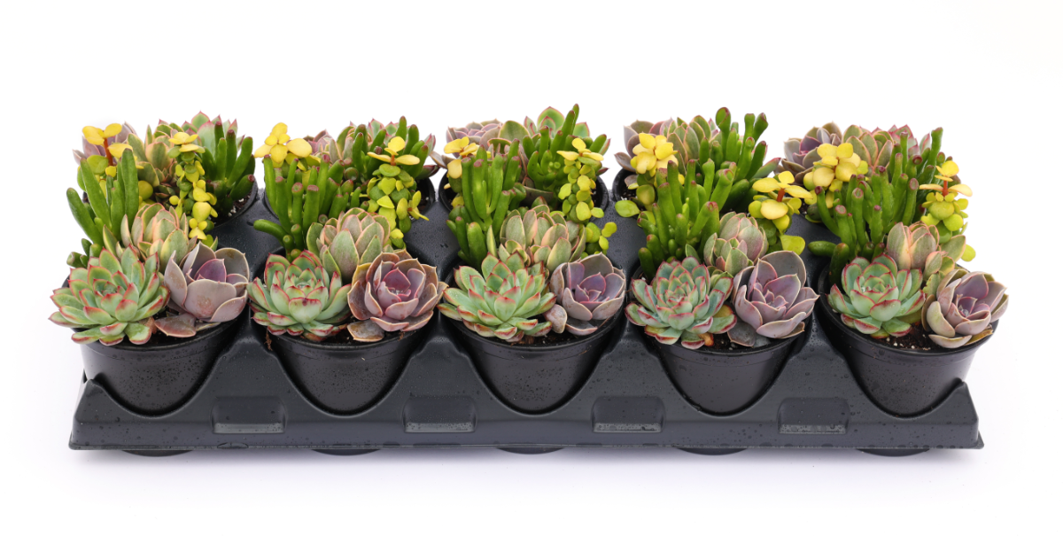 Succulent, Living Canvas Series