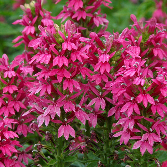 Cardinal Flower 'Monet Moment' (Lobelia)