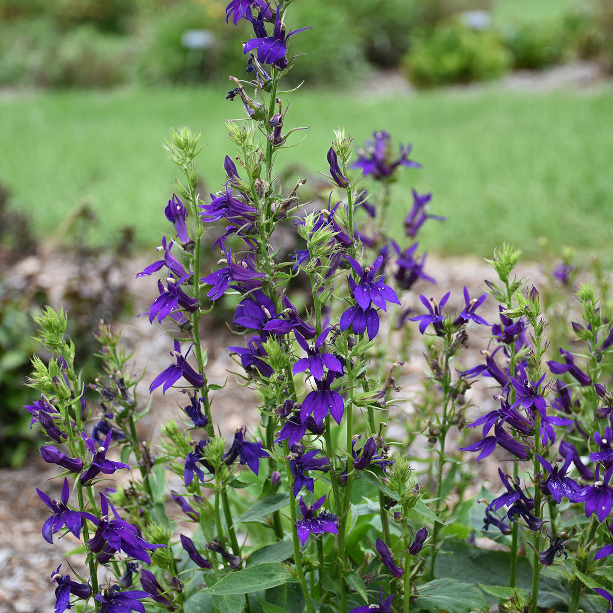 Cardinal Flower 'Starship Blue' (Lobelia)