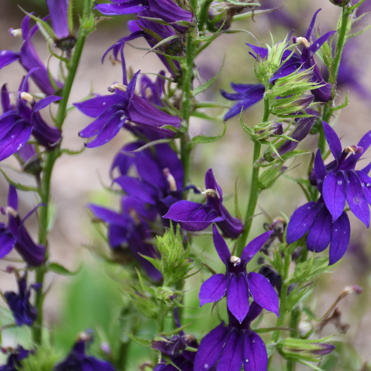 Cardinal Flower 'Starship Blue' (Lobelia)