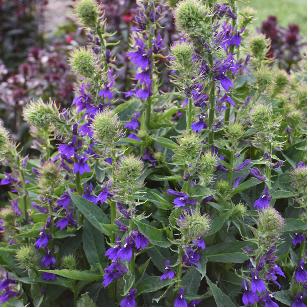 Cardinal Flower 'Starship Blue' (Lobelia)