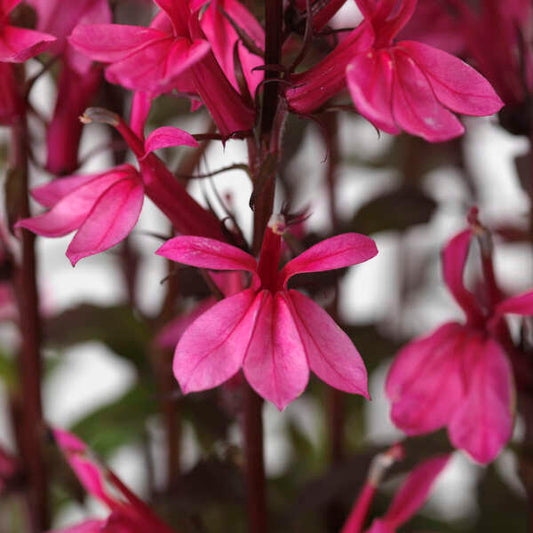 Cardinal Flower 'Starship Rose' (Lobelia)