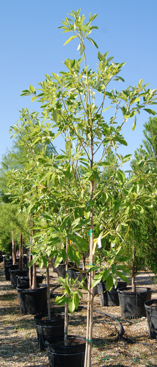 Magnolia virginiana 'Moonglow'