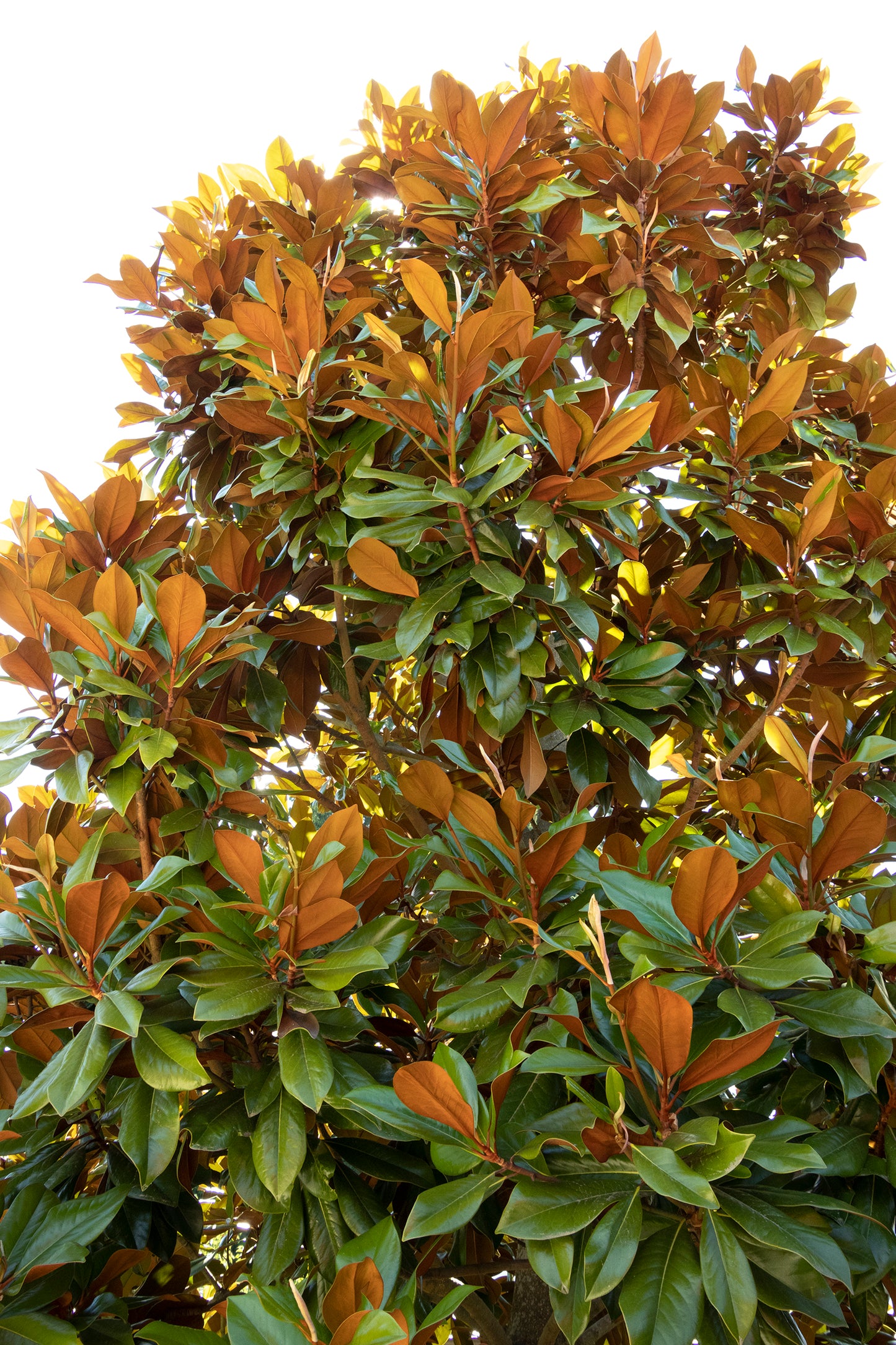 Magnolia grandiflora 'Bracken Beauty'