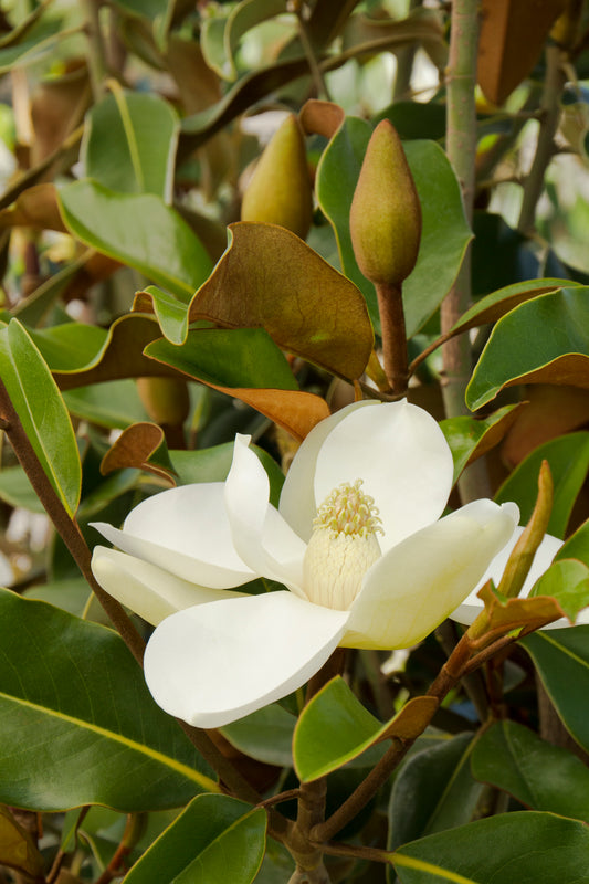 Magnolia grandiflora 'Bracken Beauty'