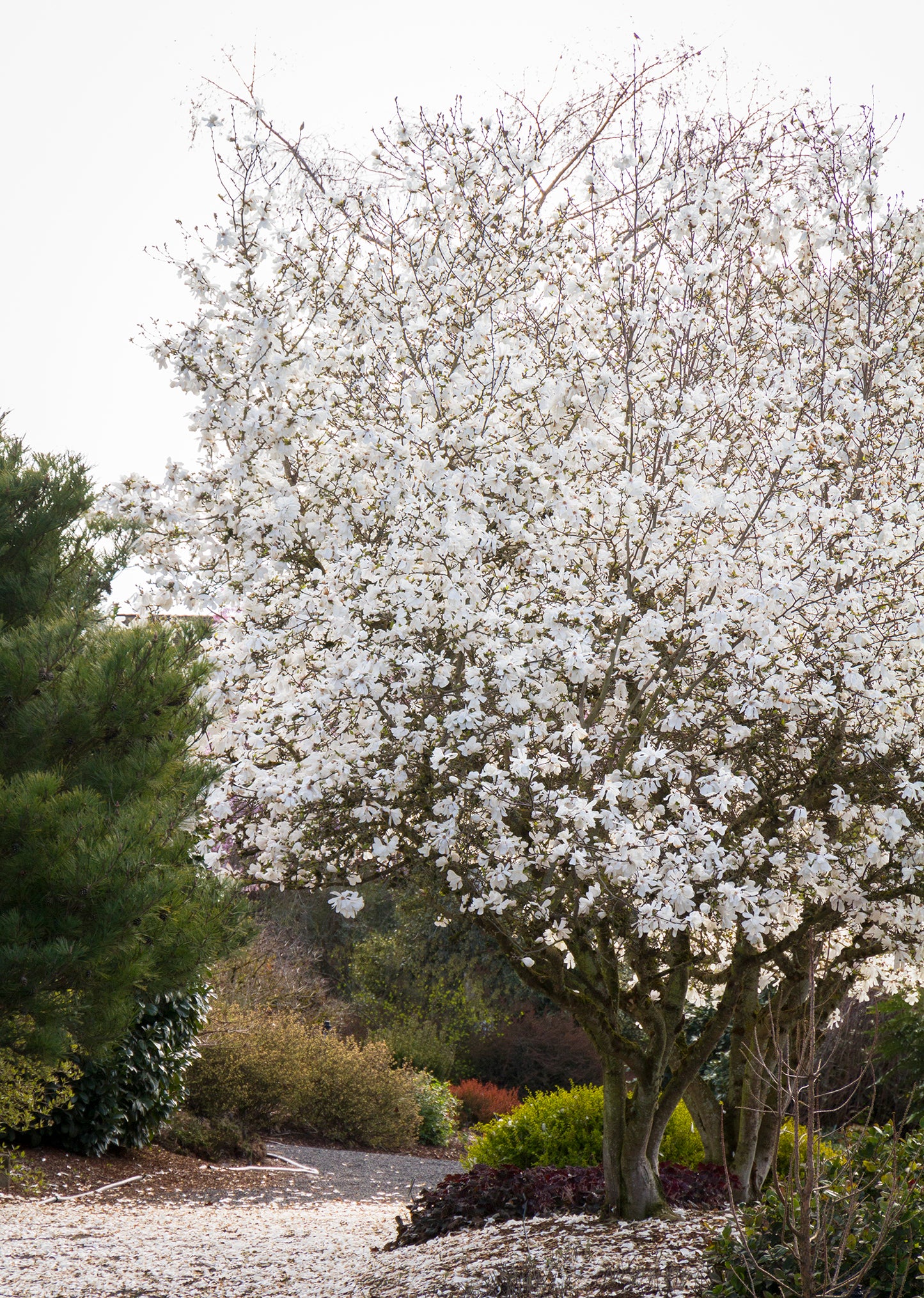 Magnolia stellata 'Royal Star'