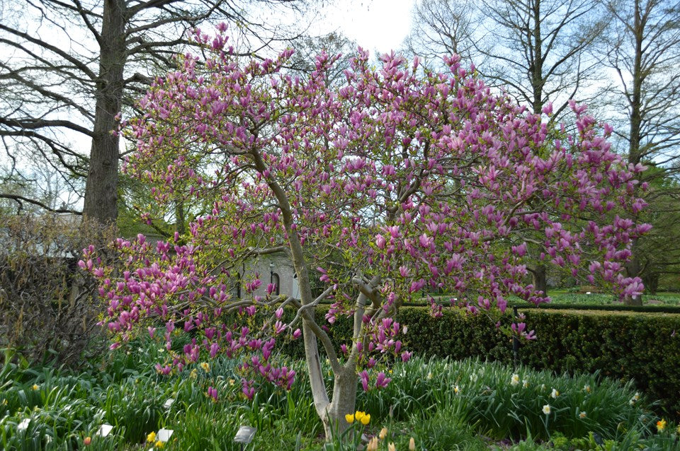 Magnolia x 'Jane'