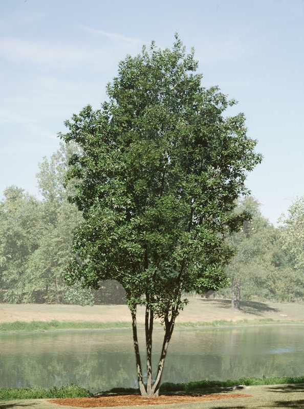 Magnolia virginiana 'Moonglow'