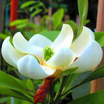 Magnolia virginiana 'Moonglow'