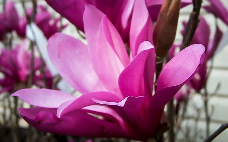 Magnolia x 'Ann'