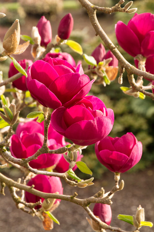 Magnolia x soulangiana 'Black Tulip'