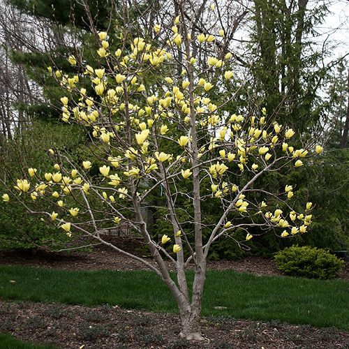 Magnolia x 'Butterflies'