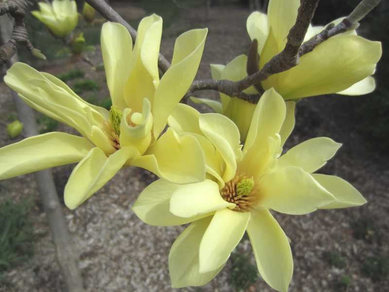 Magnolia x 'Butterflies'