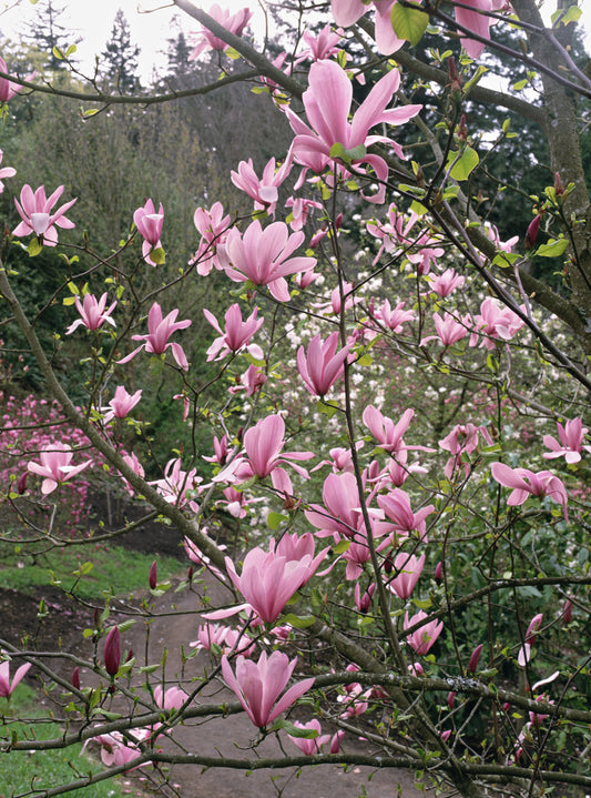 Magnolia x 'Galaxy'