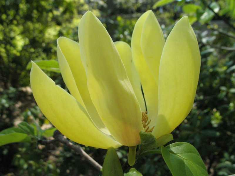 Magnolia x brooklynensis 'Yellow Bird'