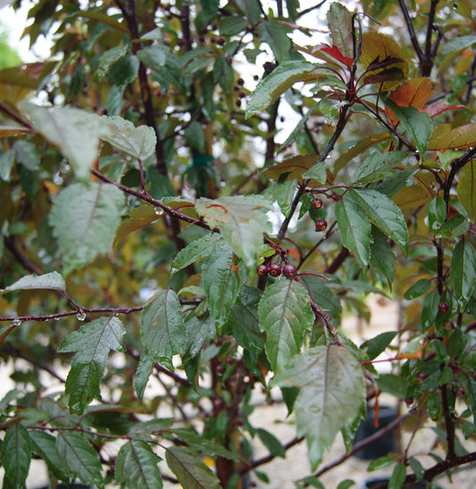 Malus 'Royal Raindrops'