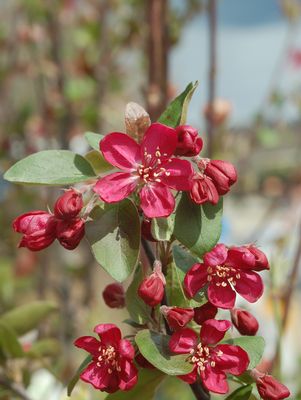 Malus 'Adams'