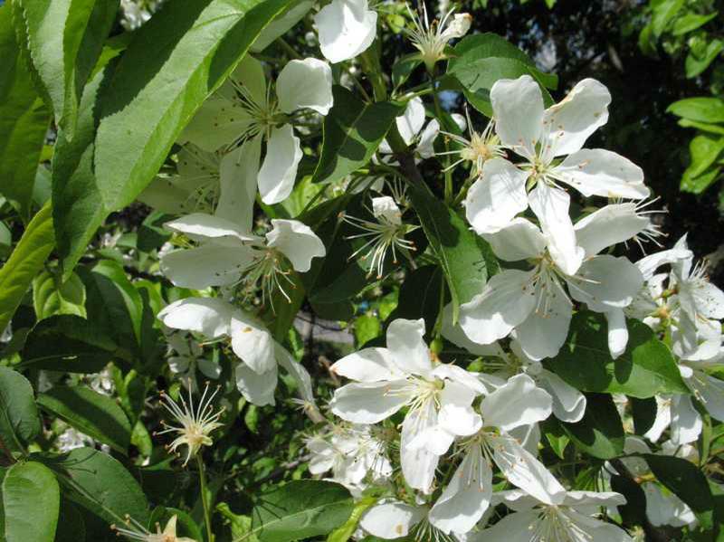 Malus 'Donald Wyman'