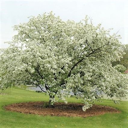 Malus 'Donald Wyman'