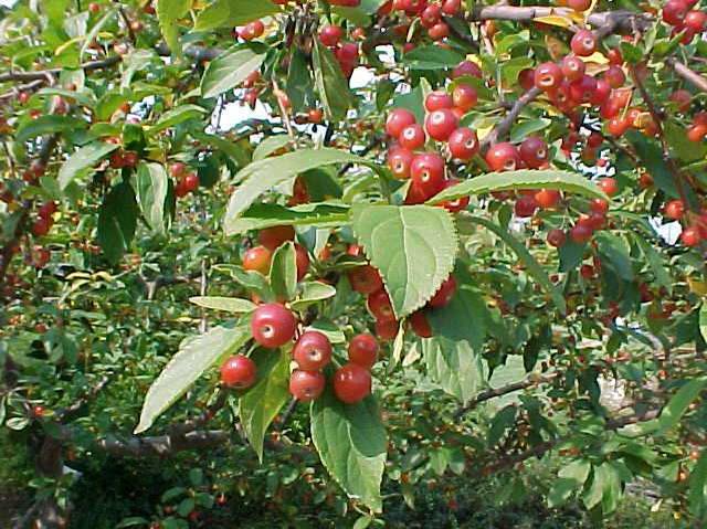 Malus 'Jewelberry'