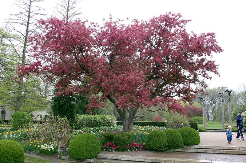 Malus 'Profusion'