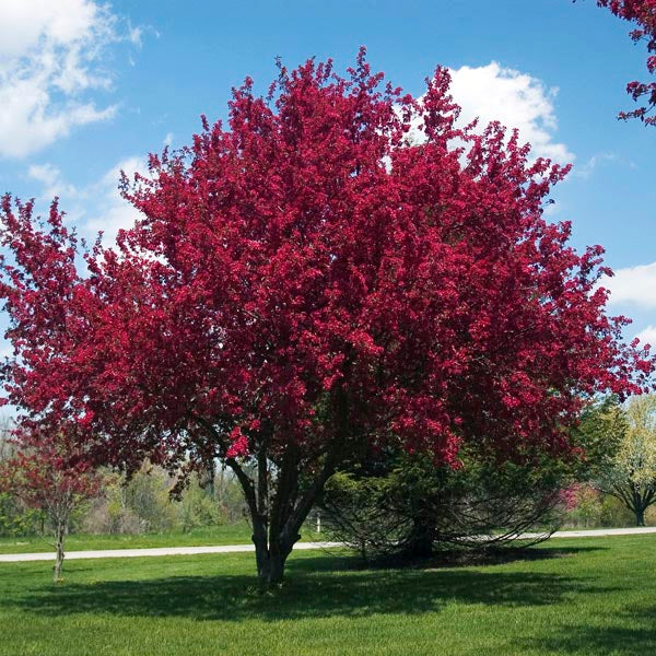 Malus 'Purple Prince'