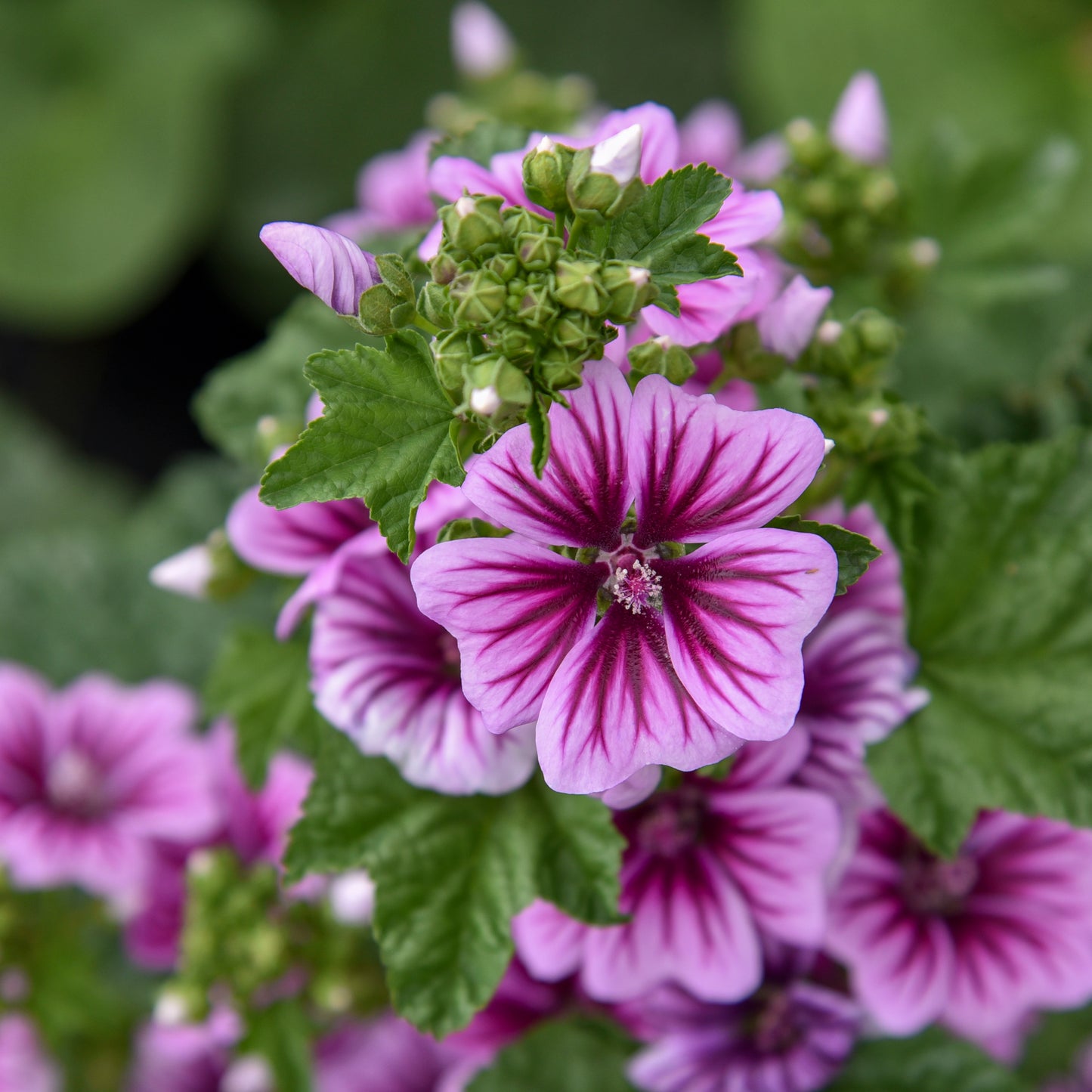 Hollyhocks, Miniature 'Zebrina' (Malva)