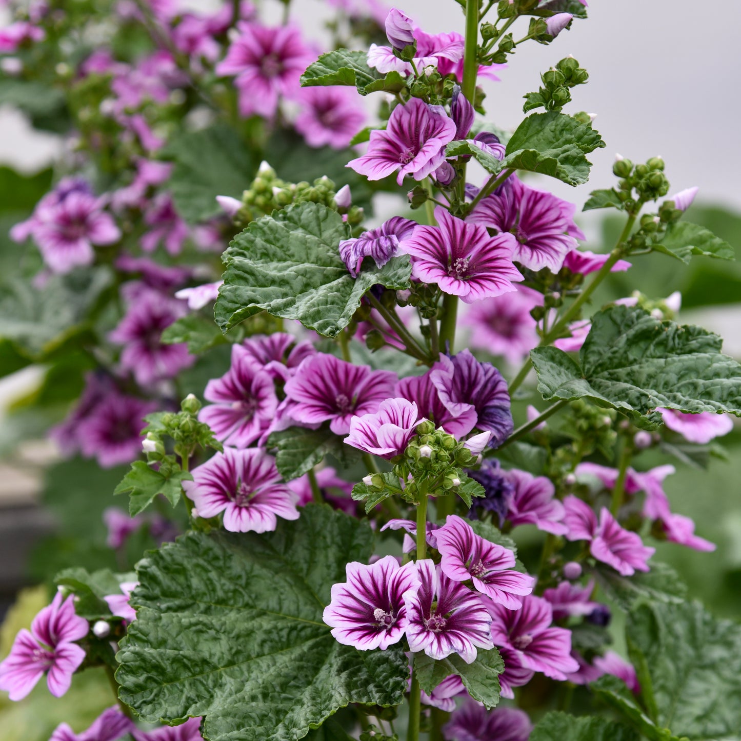 Hollyhocks, Miniature 'Zebrina' (Malva)