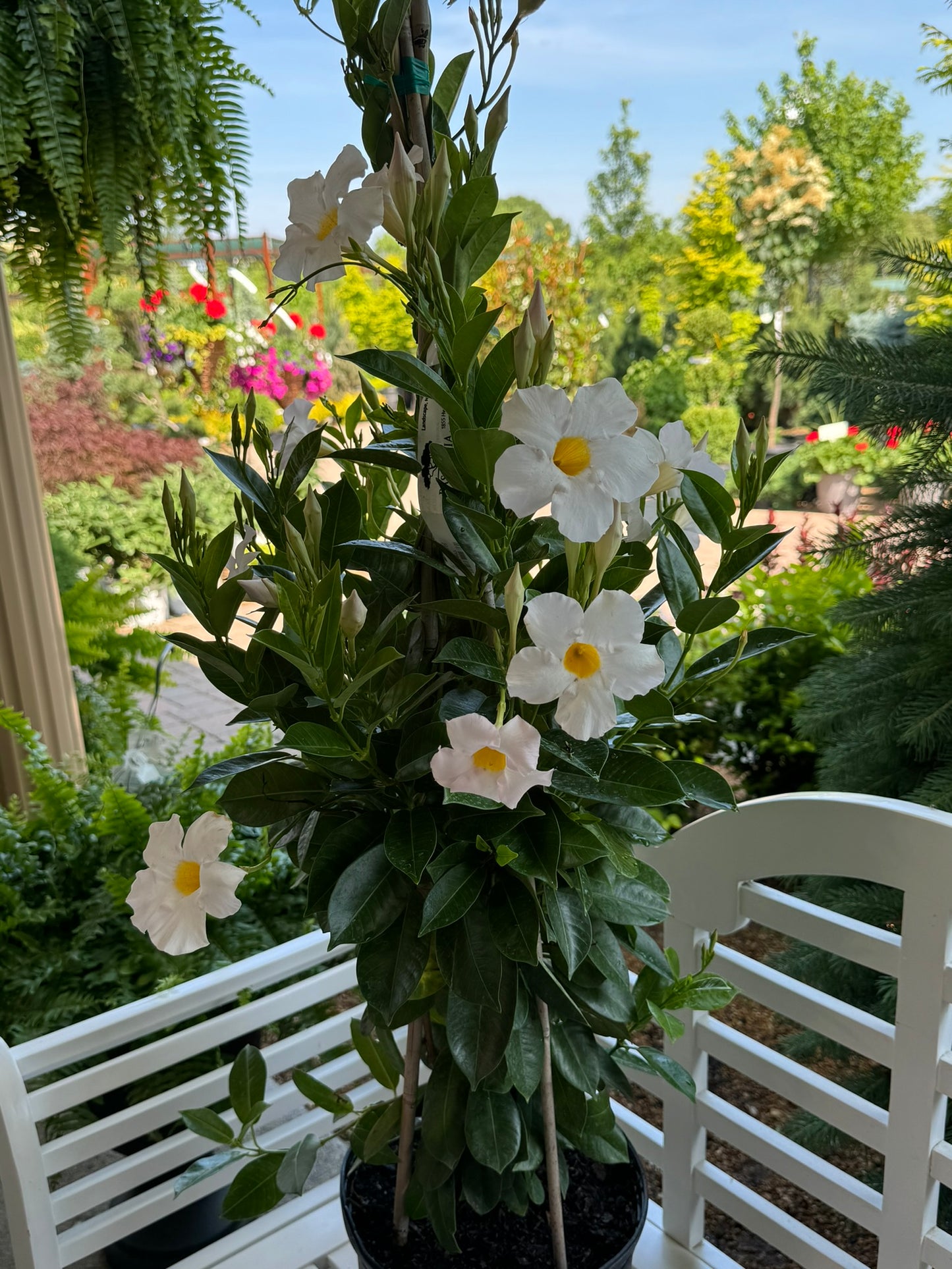 Mandevilla sanderi