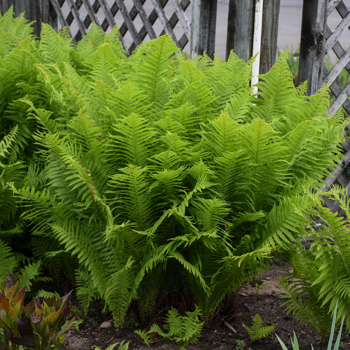 Fern, Ostrich (Matteuccia)