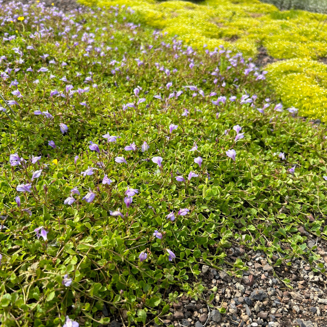 Mazus reptans