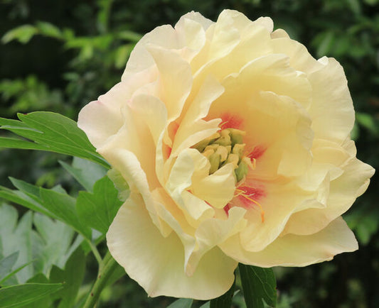 Paeonia (Itoh) 'Canary Brilliants'