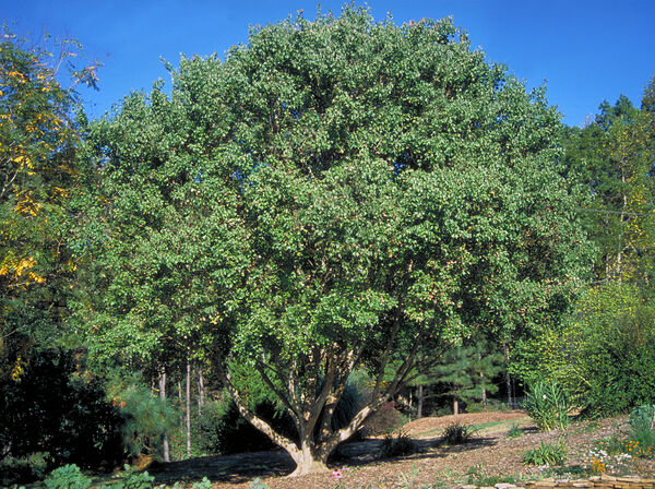 Acer buergerianum