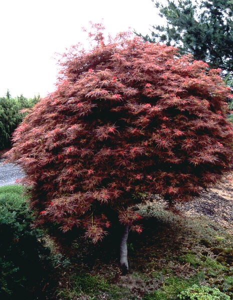 Maple, Japanese Laceleaf Dwarf 'Baby Lace' (Acer)