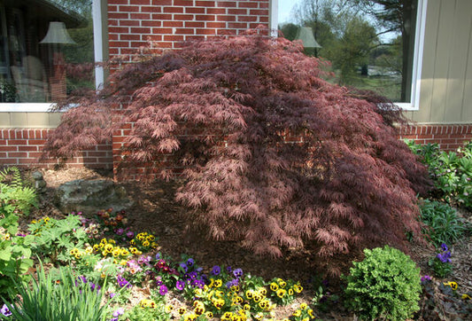 Acer palmatum var. dissectum 'Crimson Queen'