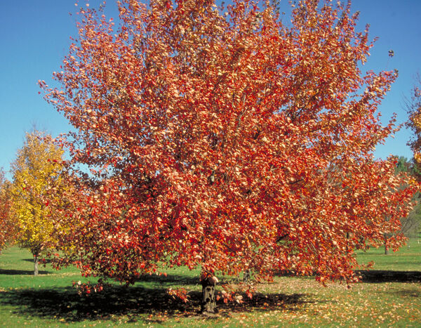 Acer rubrum 'Red Sunset'