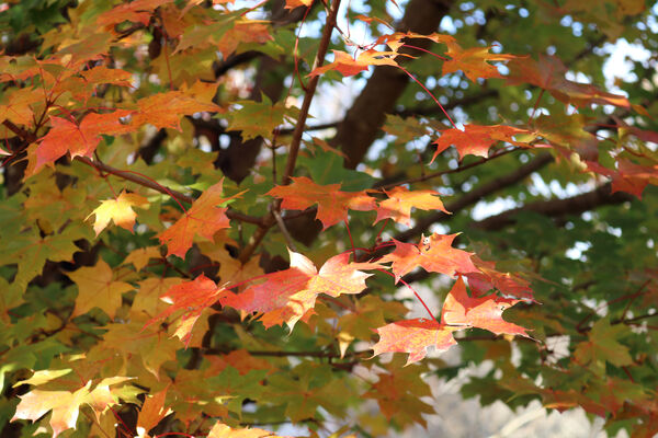 Acer rubrum 'Red Sunset'