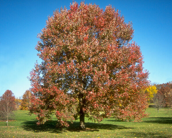 Acer rubrum 'October Glory'