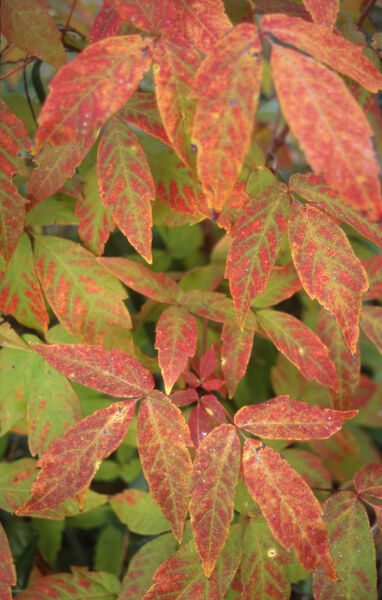 Maple, Three-Flowered (Acer)