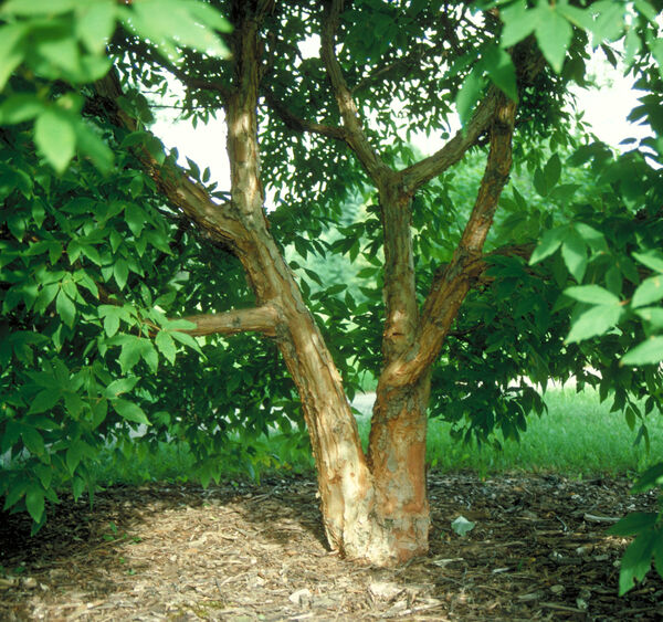 Acer triflorum