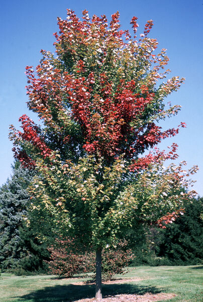 Acer x f. 'Autumn Blaze'