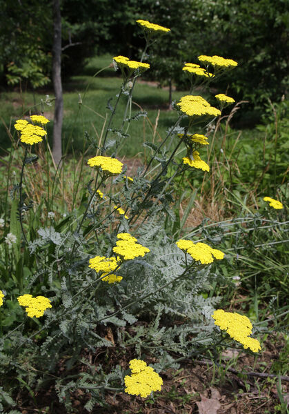 Achillea millefolium 'Moonshine'