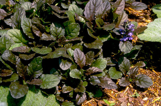 Ajuga reptans 'Bronze Beauty'