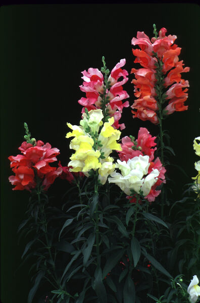 Seasonal- Snapdragon